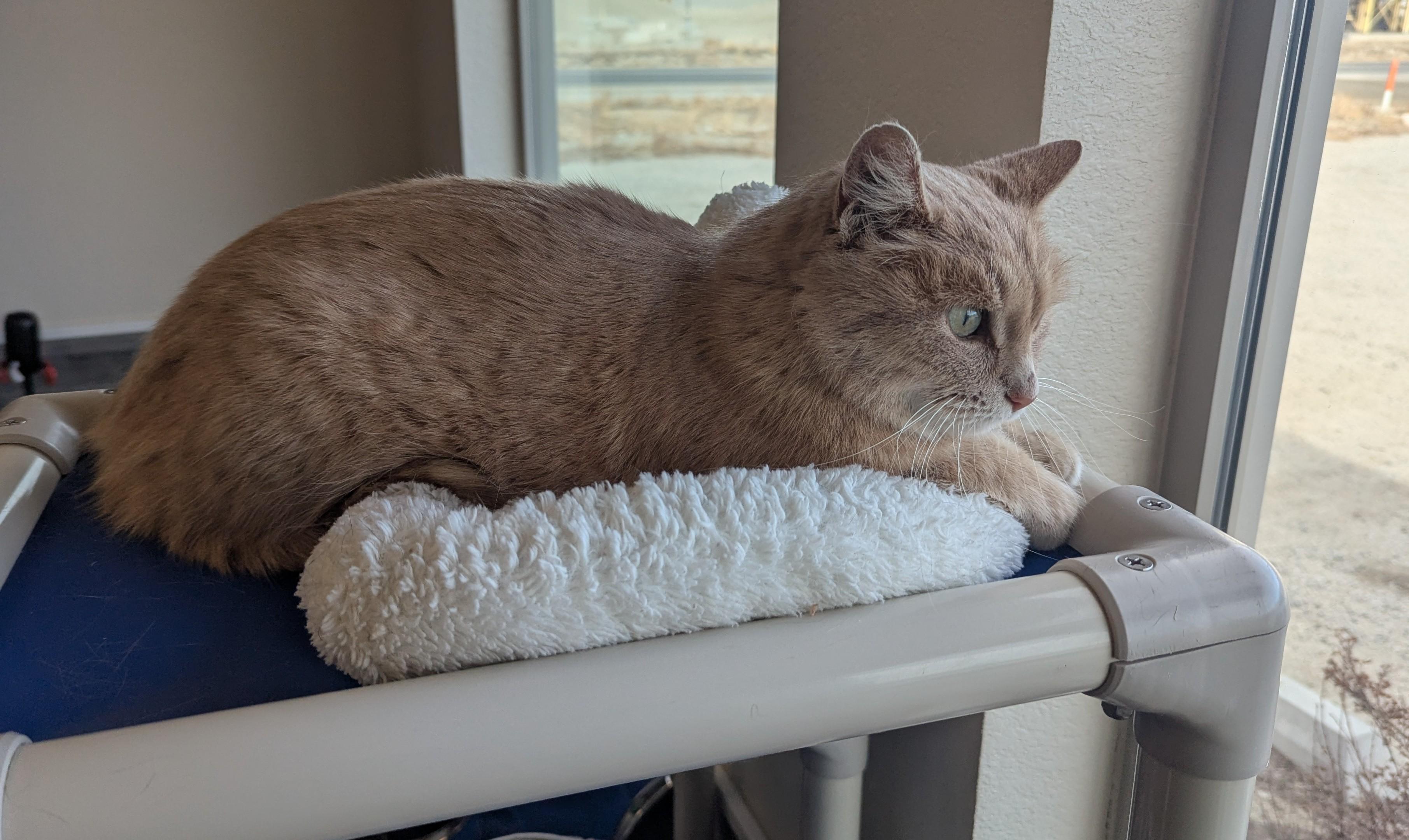 Enlarge Frankie, a ADOPTABLE mixed breed in Buena Vista, CO image 2/3