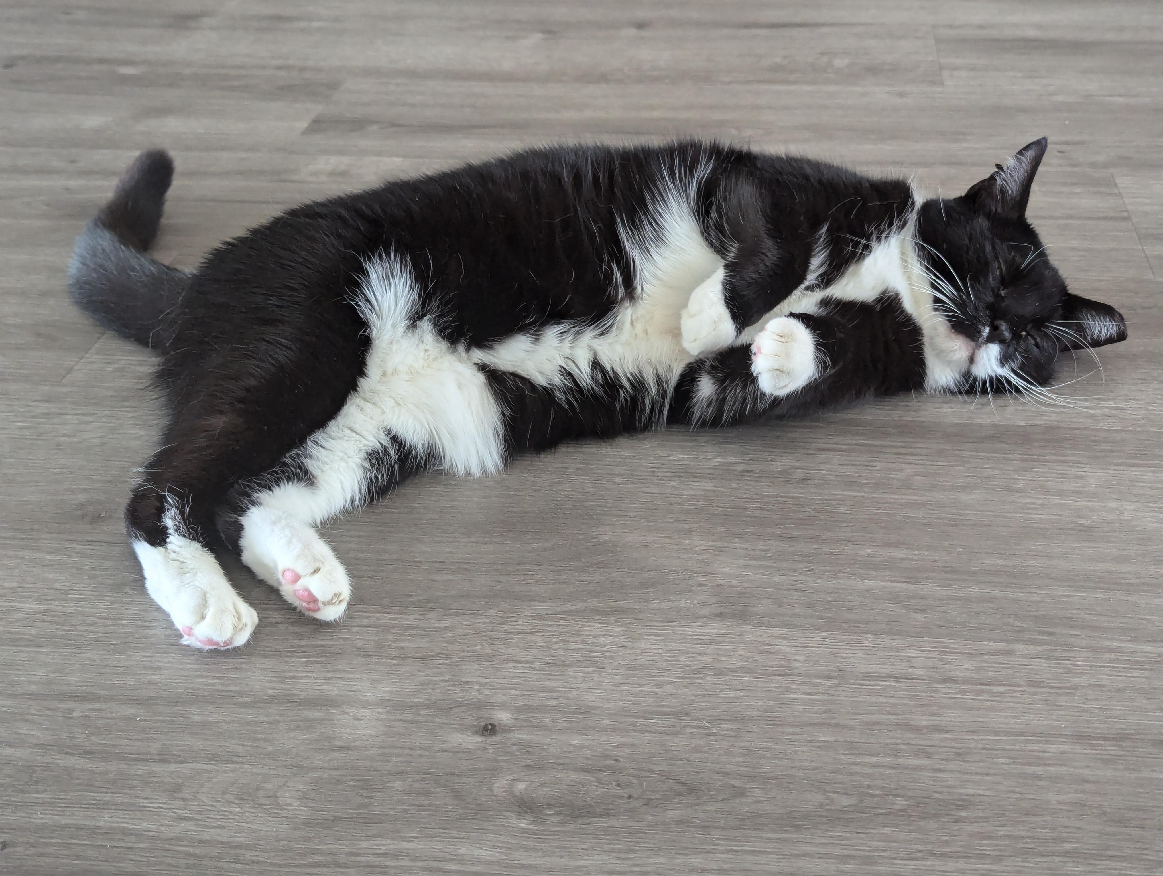 Midna, Adoptable, Adult Female American Shorthair.