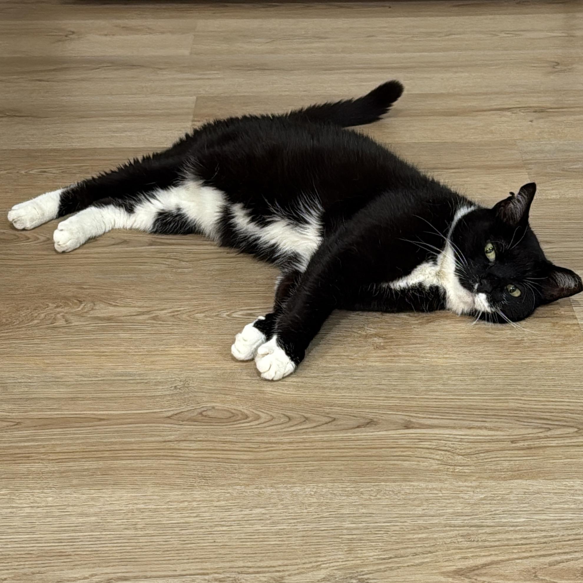 Enlarge Midna, a Adoptable American Shorthair in Woodside, NY image 2/5