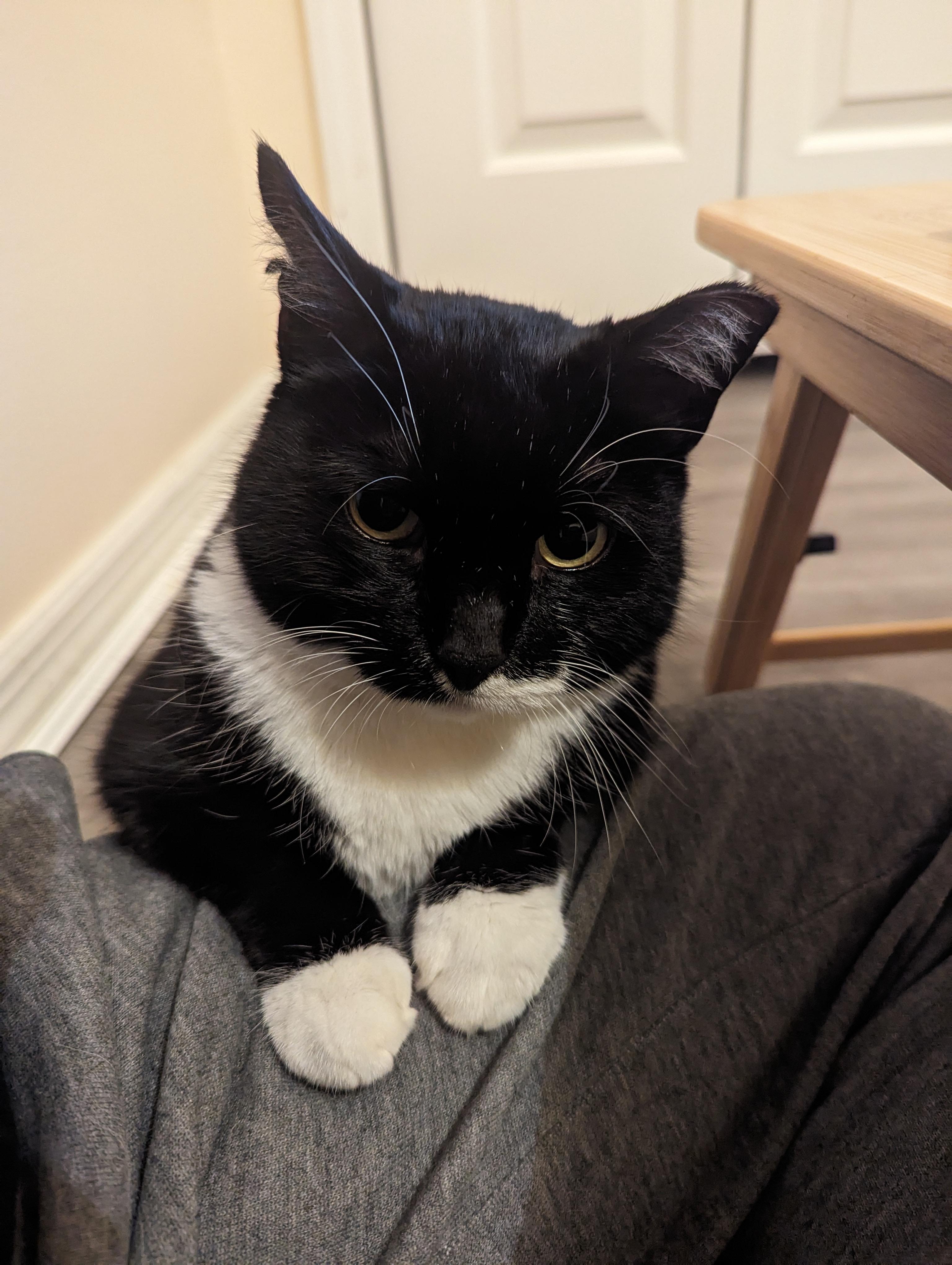 Enlarge Midna, a Adoptable American Shorthair in Woodside, NY image 3/5