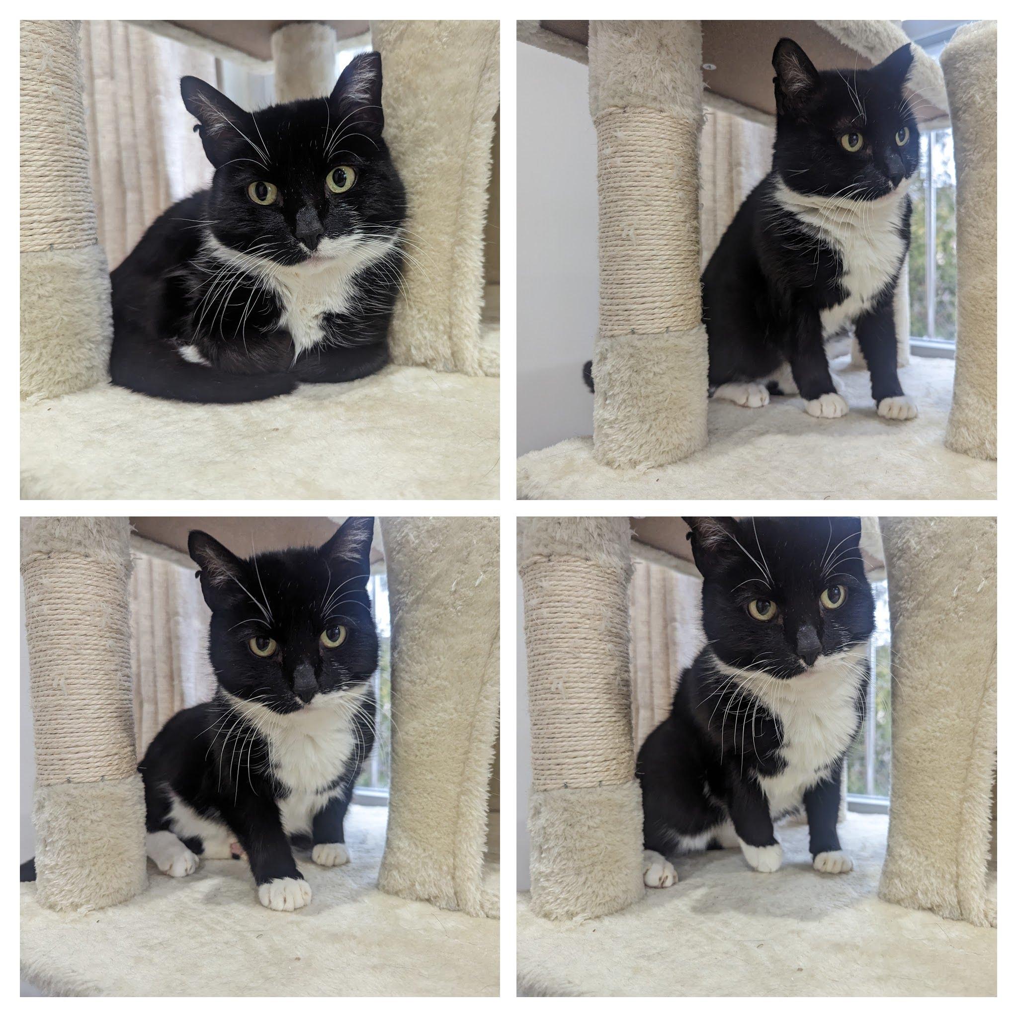 Enlarge Midna, a Adoptable American Shorthair in Woodside, NY image 4/5