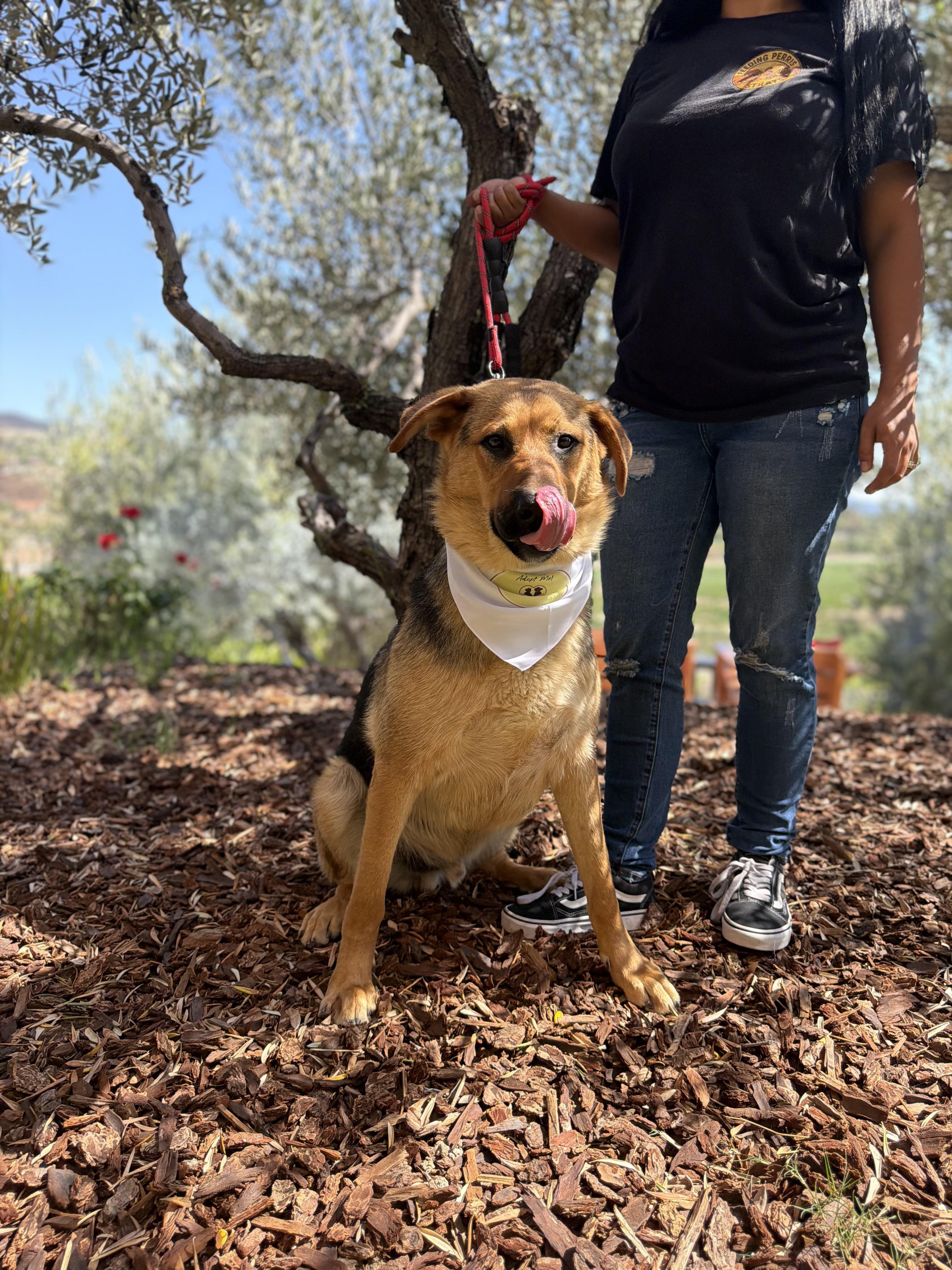 Dexter, Adoptable, Young Male German Shepherd Dog & Mixed Breed.