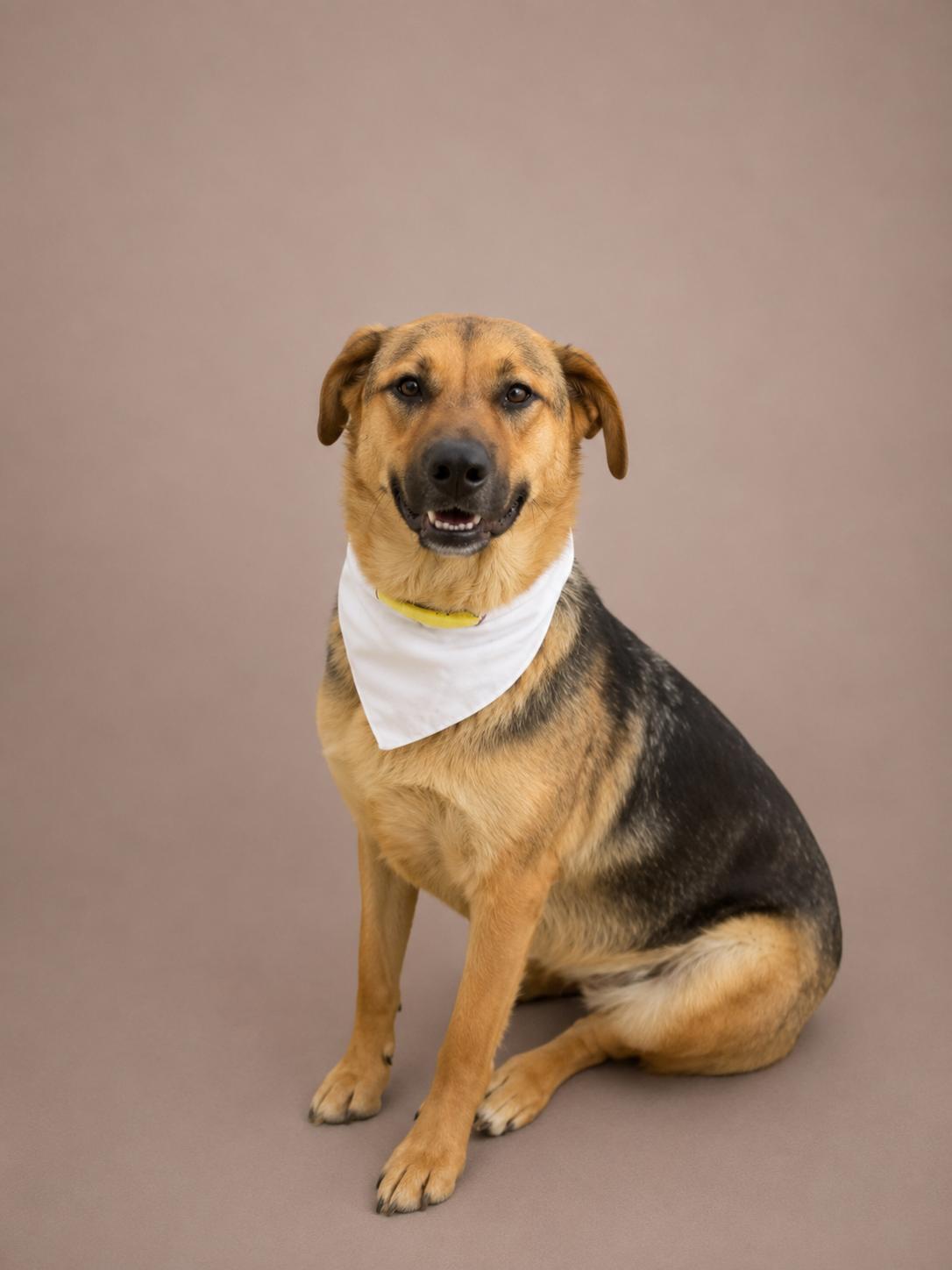 Enlarge Dexter, a Adoptable mixed breed in Perris, CA image 2/5