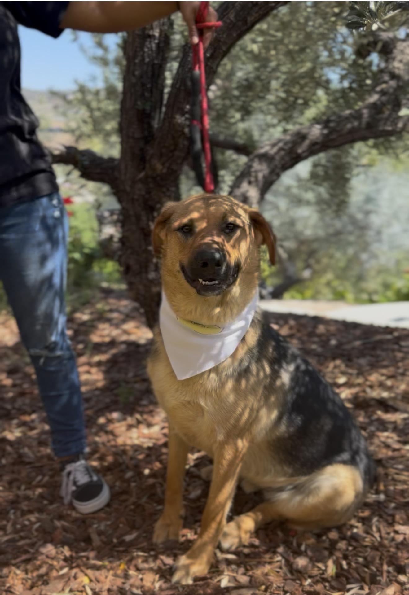 Enlarge Dexter, a Adoptable mixed breed in Perris, CA image 3/5