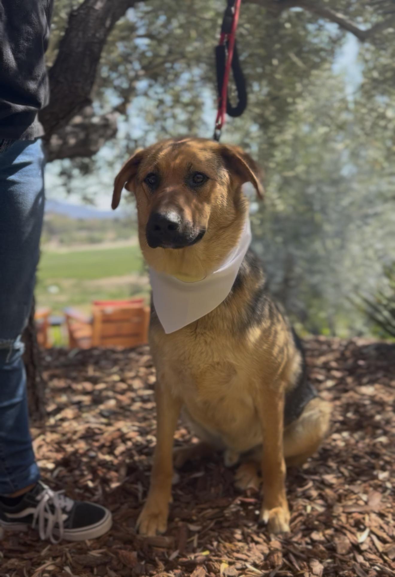 Enlarge Dexter, a Adoptable mixed breed in Perris, CA image 4/5