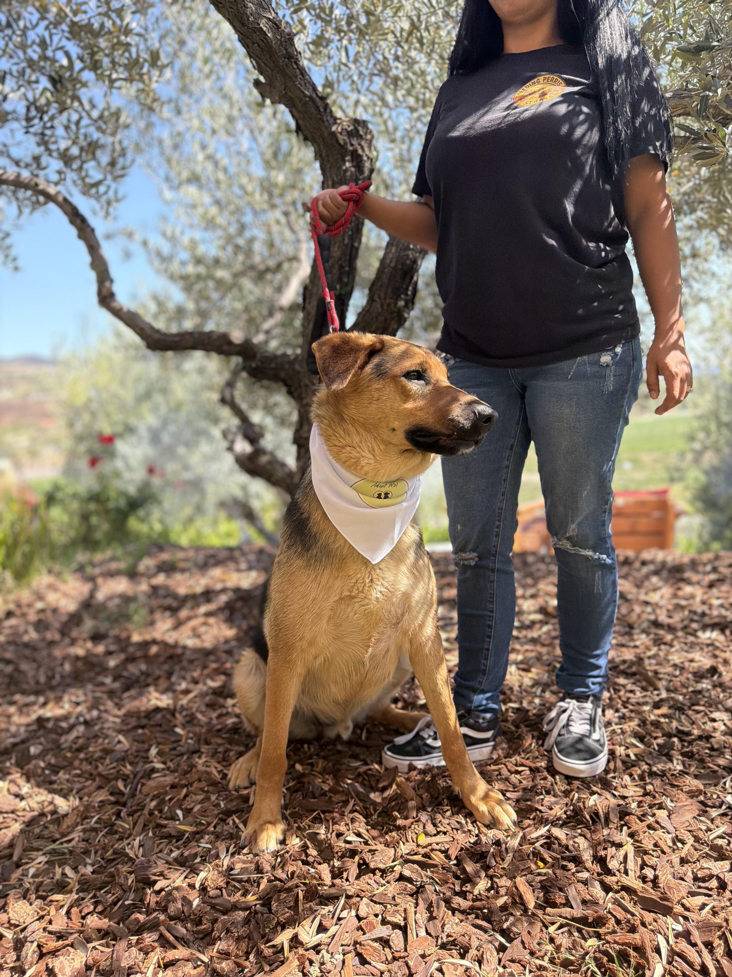 Enlarge Dexter, a Adoptable mixed breed in Perris, CA image 5/5