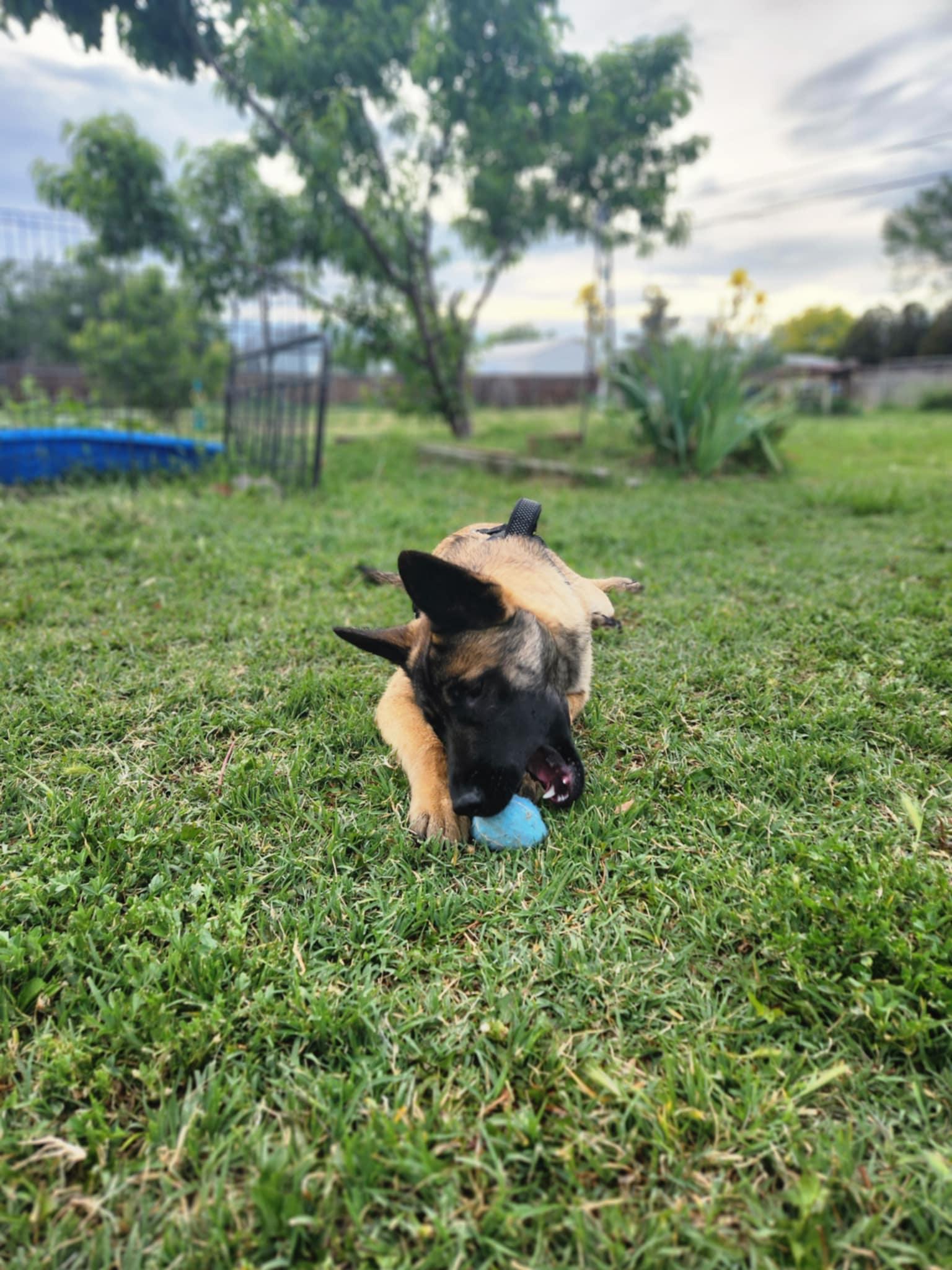 Chai, Adoptable, Young Female Belgian Shepherd / Malinois & German Shepherd Dog.