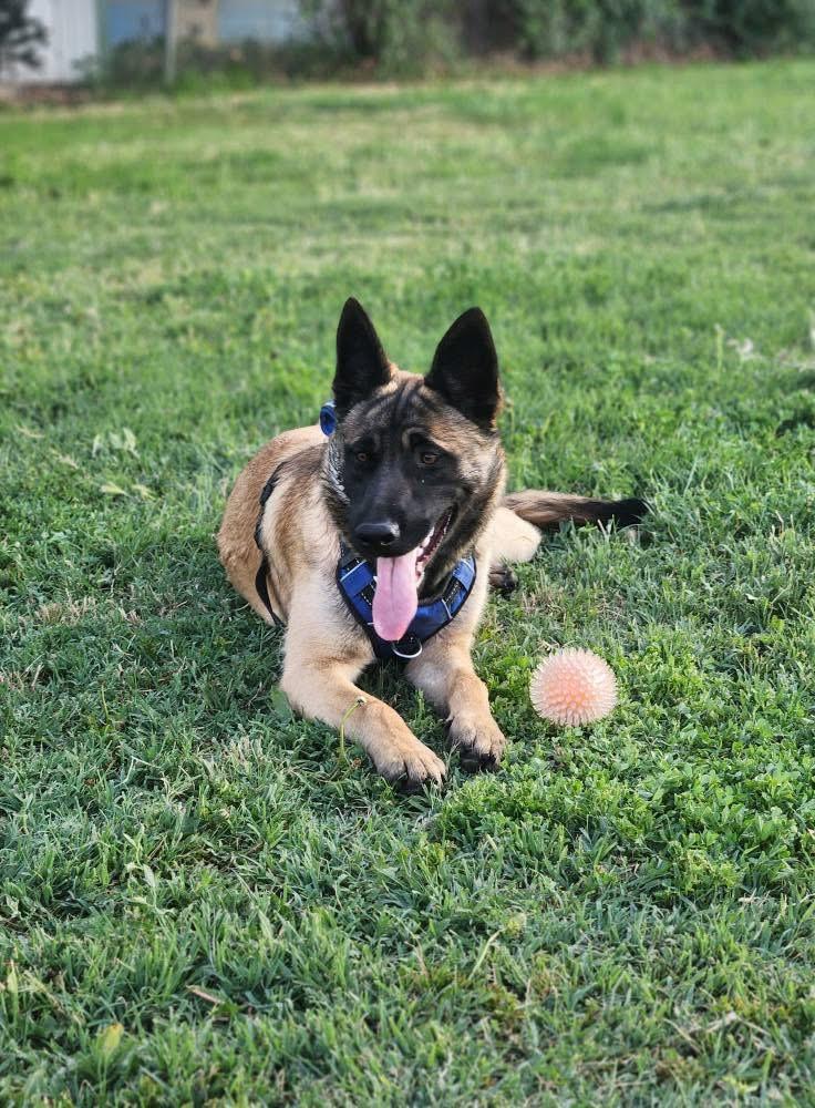 Chai, a Adoptable mixed breed in West Richland, WA image 2/6