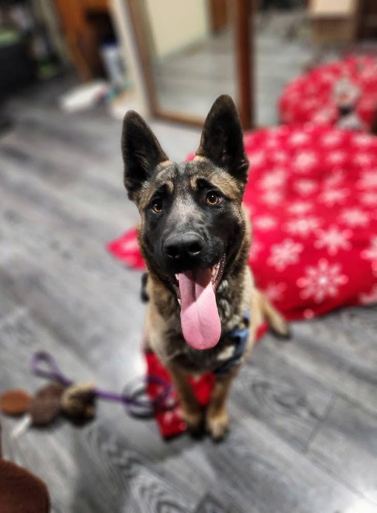 Chai, a Adoptable mixed breed in West Richland, WA image 3/6