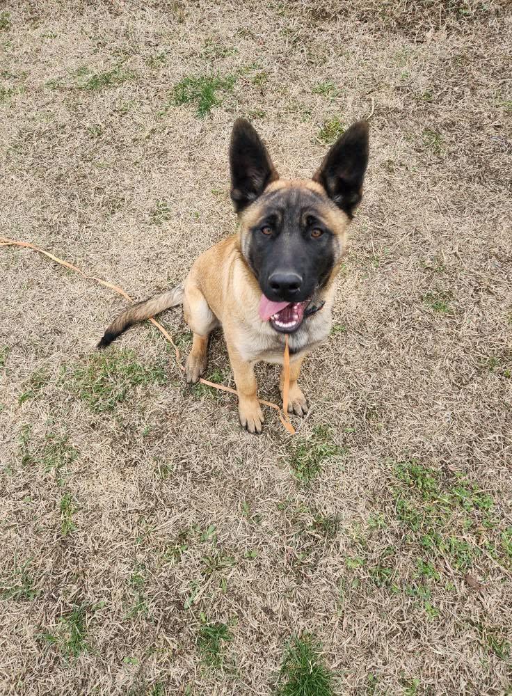 Chai, a Adoptable mixed breed in West Richland, WA image 4/6