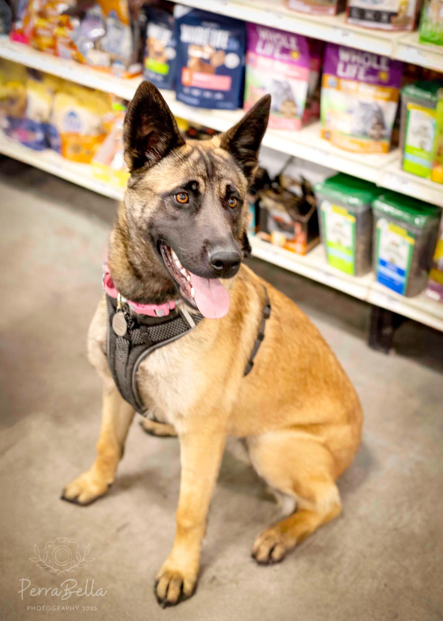 Chai, a Adoptable mixed breed in West Richland, WA image 6/6