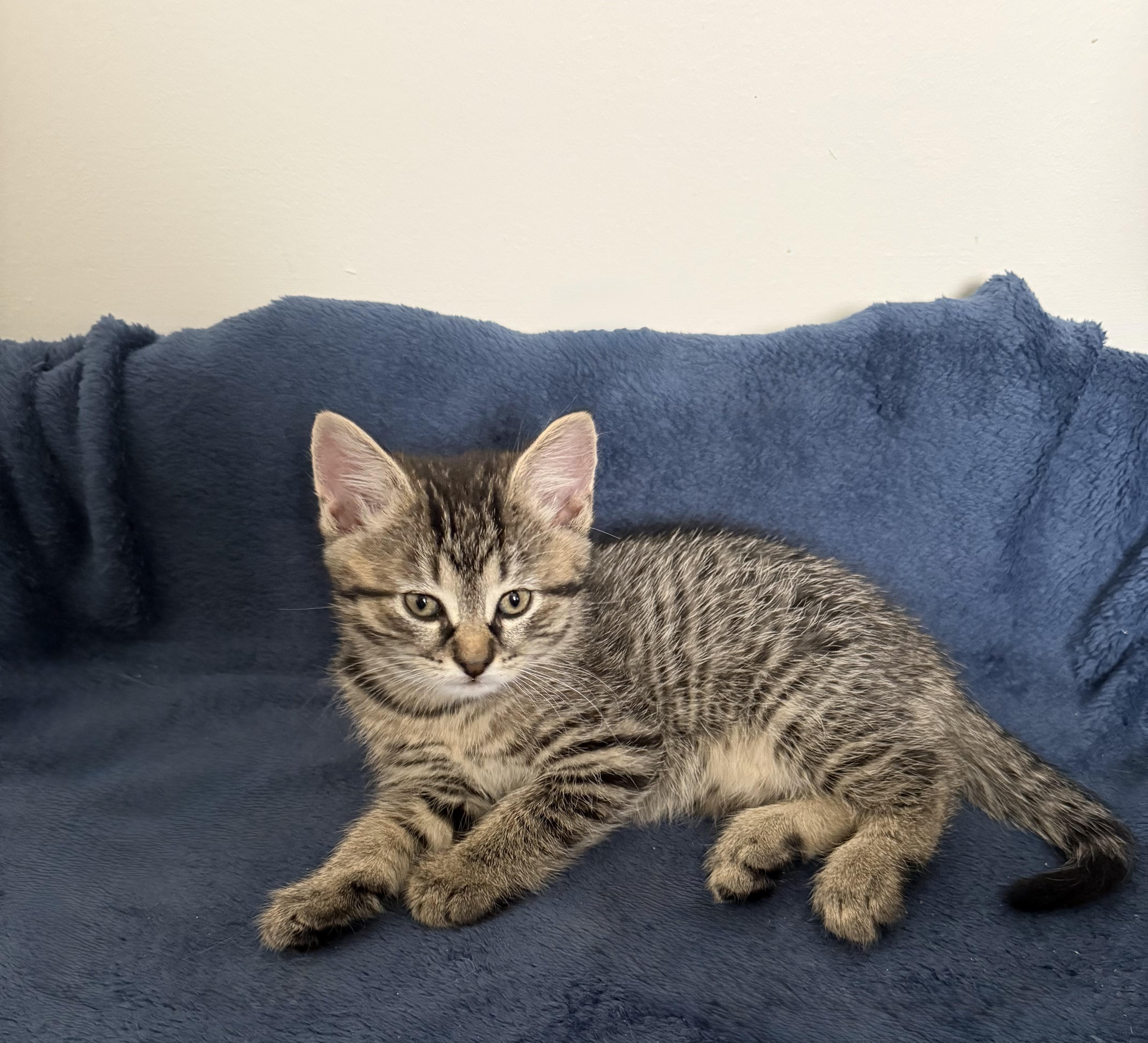 Ochre , ADOPTABLE, Kitten Female Domestic Short Hair.