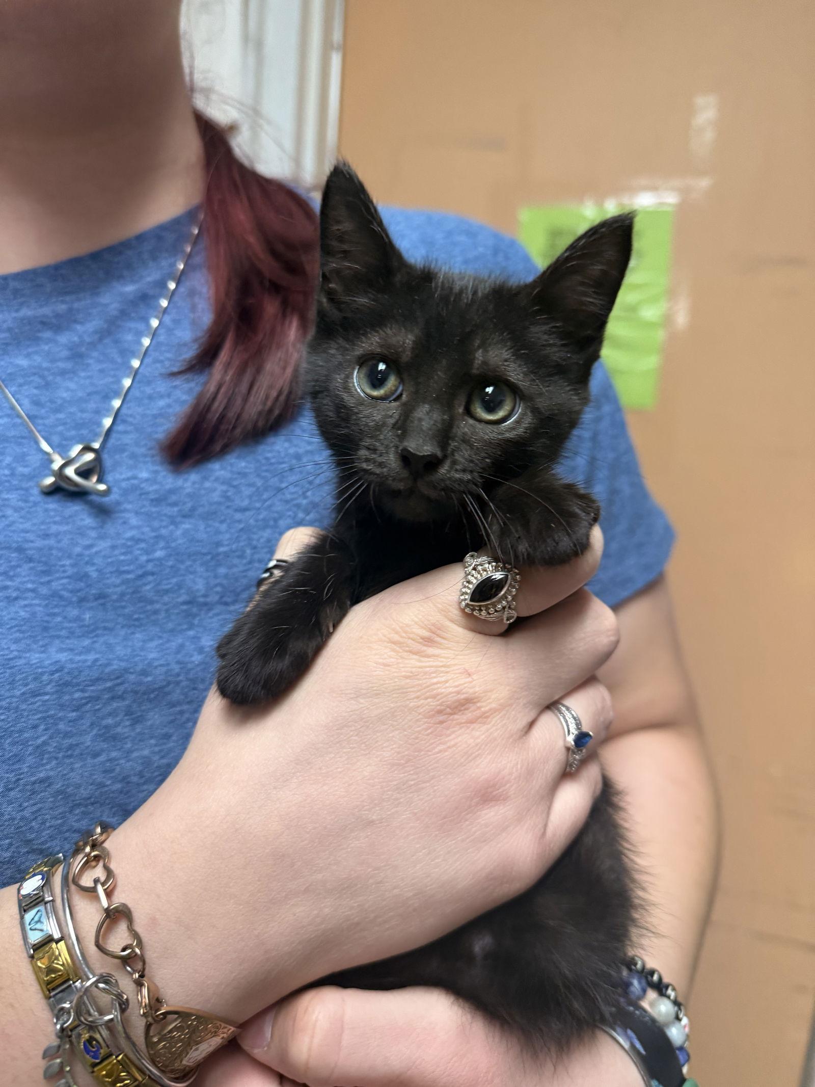 Pumpkin Pie, Adoptable, Kitten Female Domestic Short Hair.