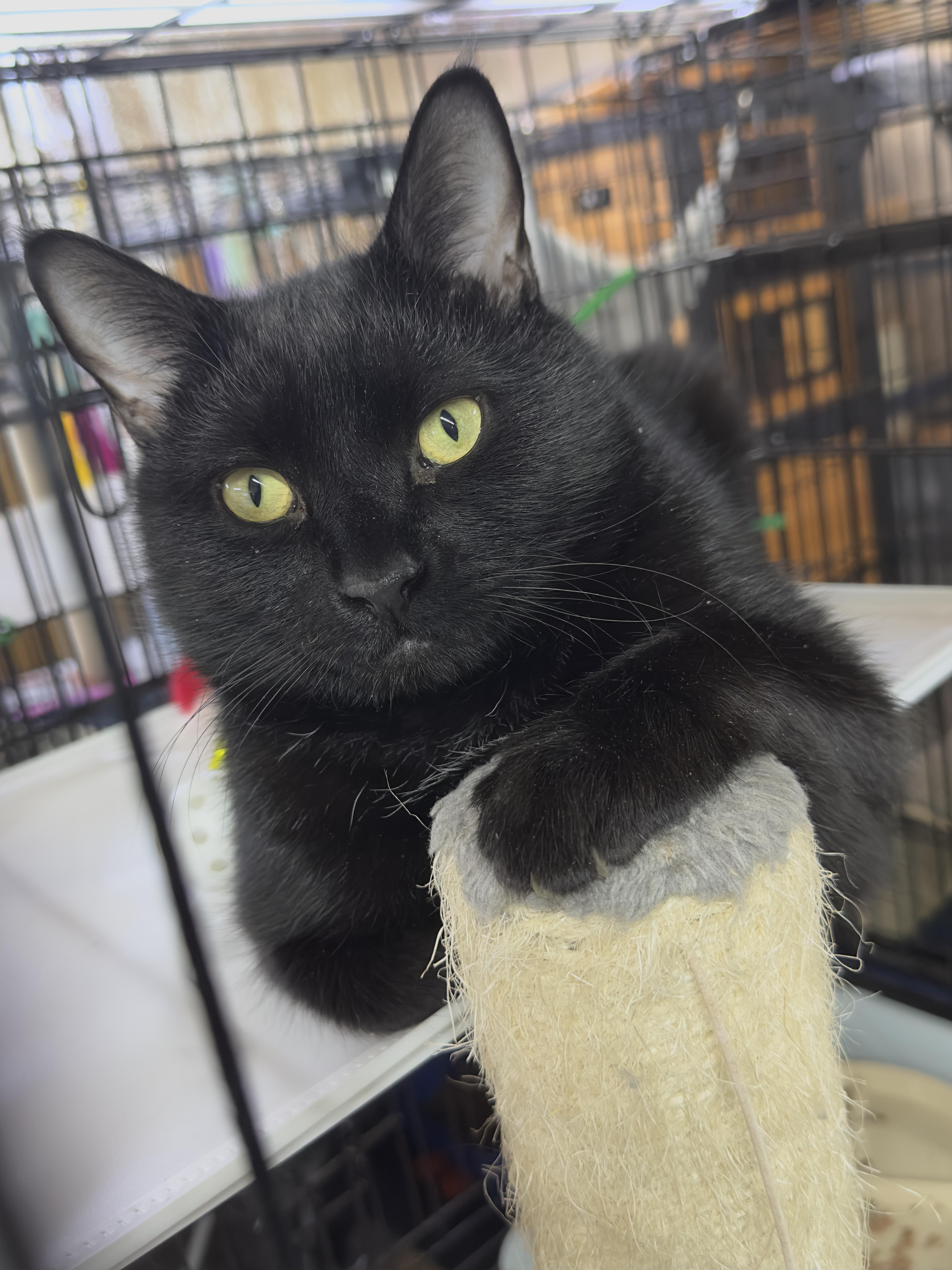 Shadow, adopted, Young Male American Shorthair.