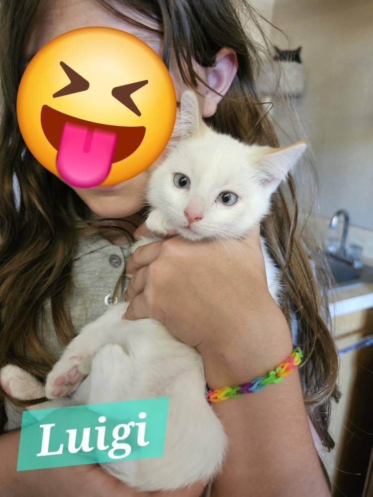 Enlarge Luigi, a Adopted Domestic Short Hair in Yuma, AZ image 1/1