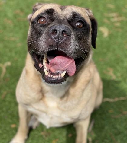 Hamilton, Adoptable, Adult Male Mixed Breed & Mixed Breed.