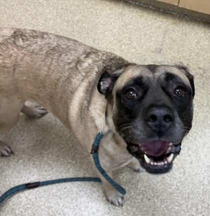 Hamilton, Adoptable, Adult Male Mixed Breed & Mixed Breed.