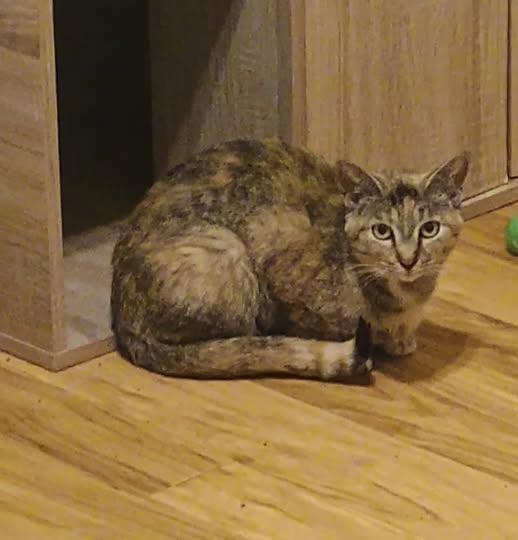 Remodel - reduced fee, a Adoptable Domestic Short Hair in Hendersonville, TN image 1/2