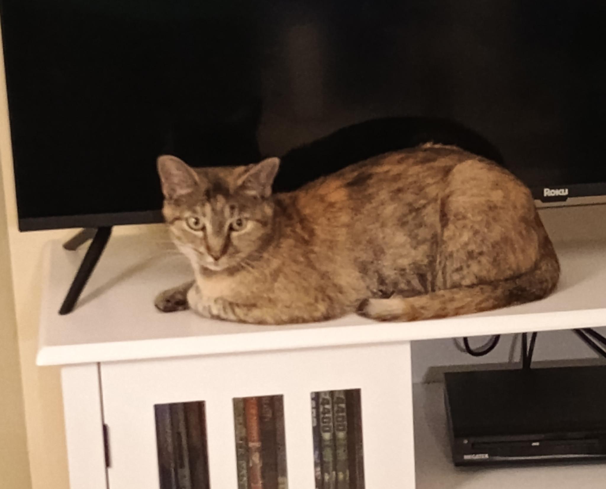 Remodel - reduced fee, a Adoptable Domestic Short Hair in Hendersonville, TN image 2/2