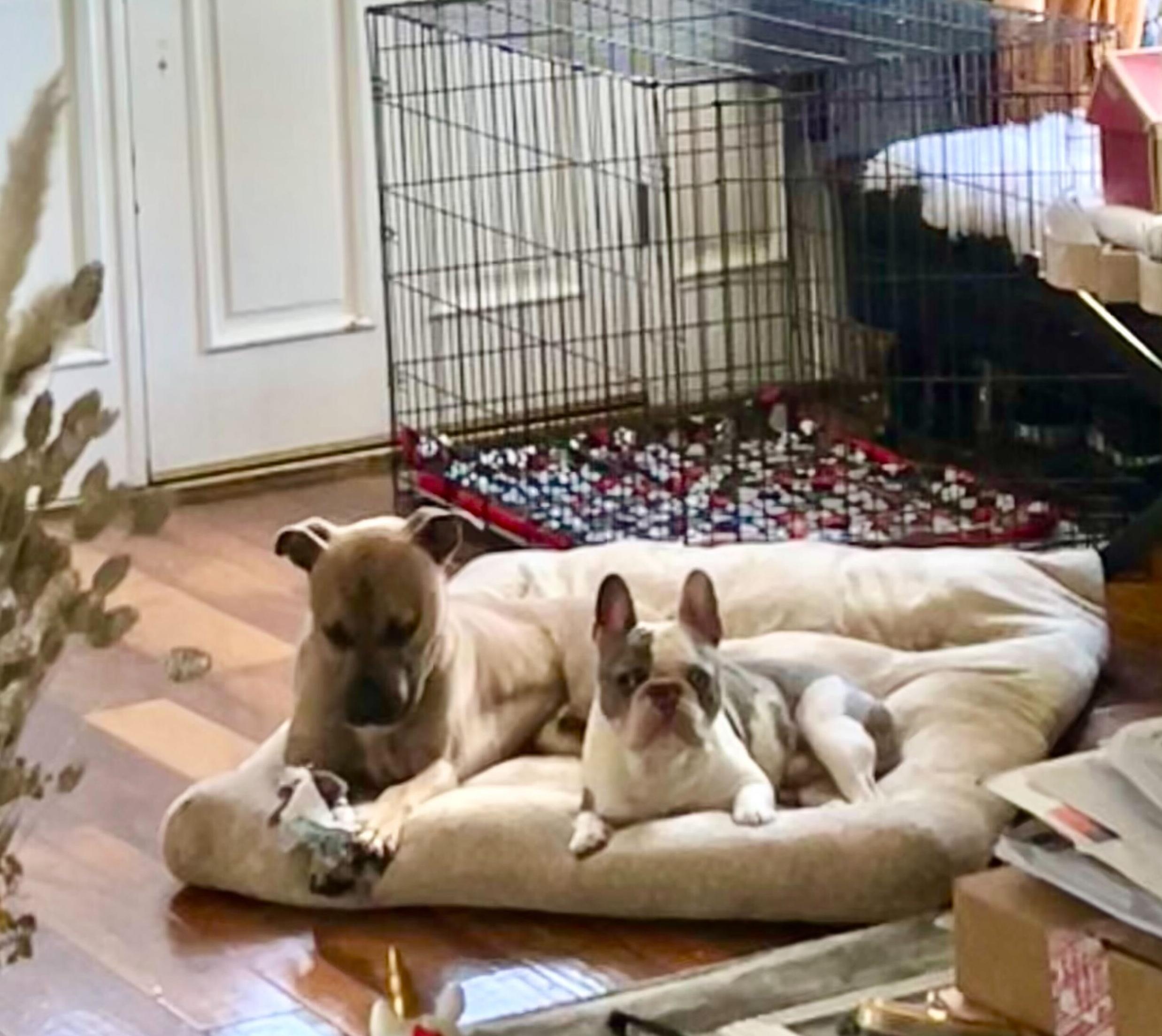 Picasso, a Adoptable mixed breed image 4/6