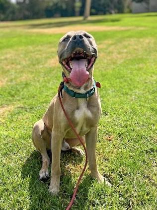 Picasso, a Adoptable mixed breed image 5/6