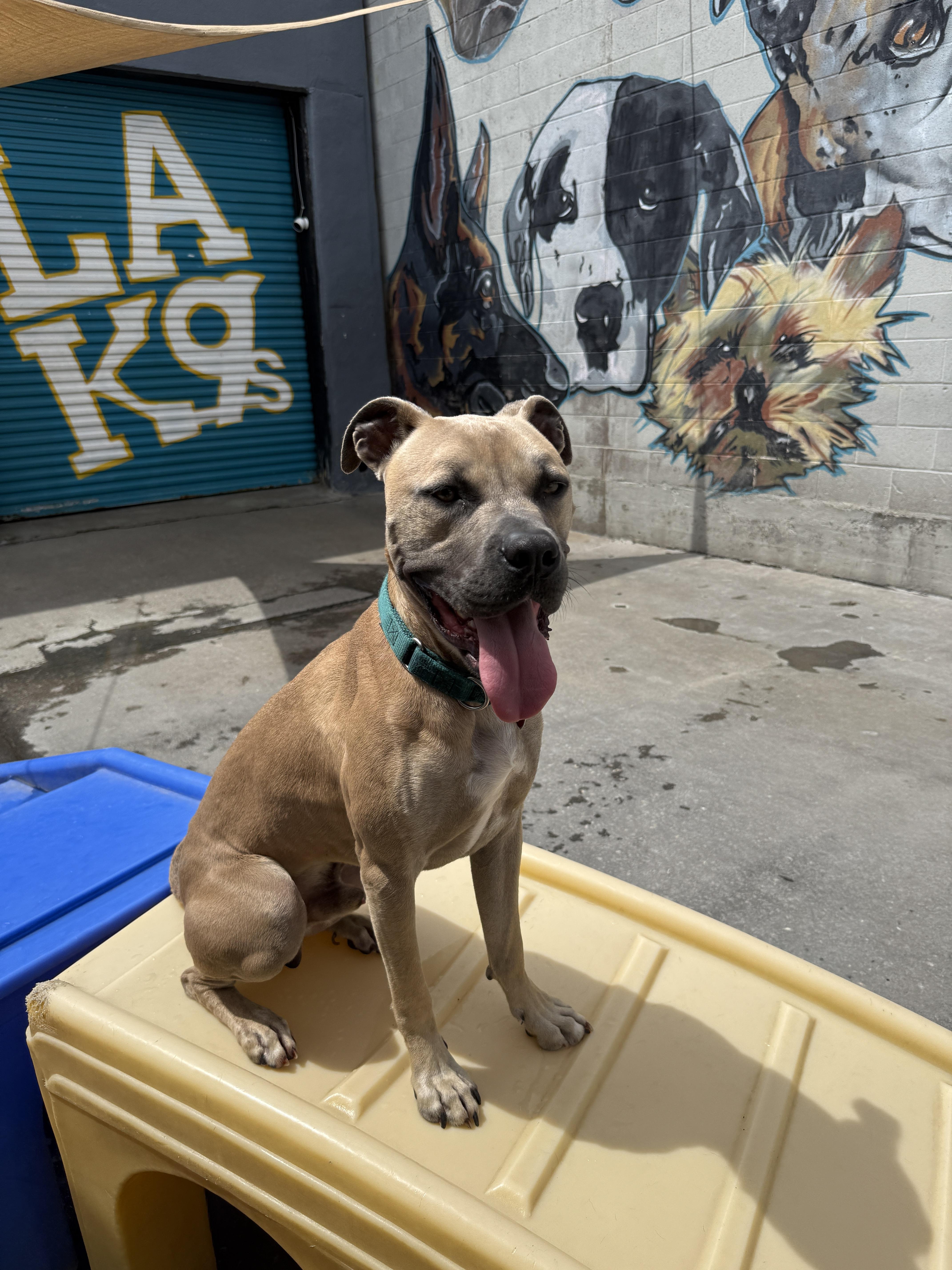 Picasso, a Adoptable mixed breed image 1/6