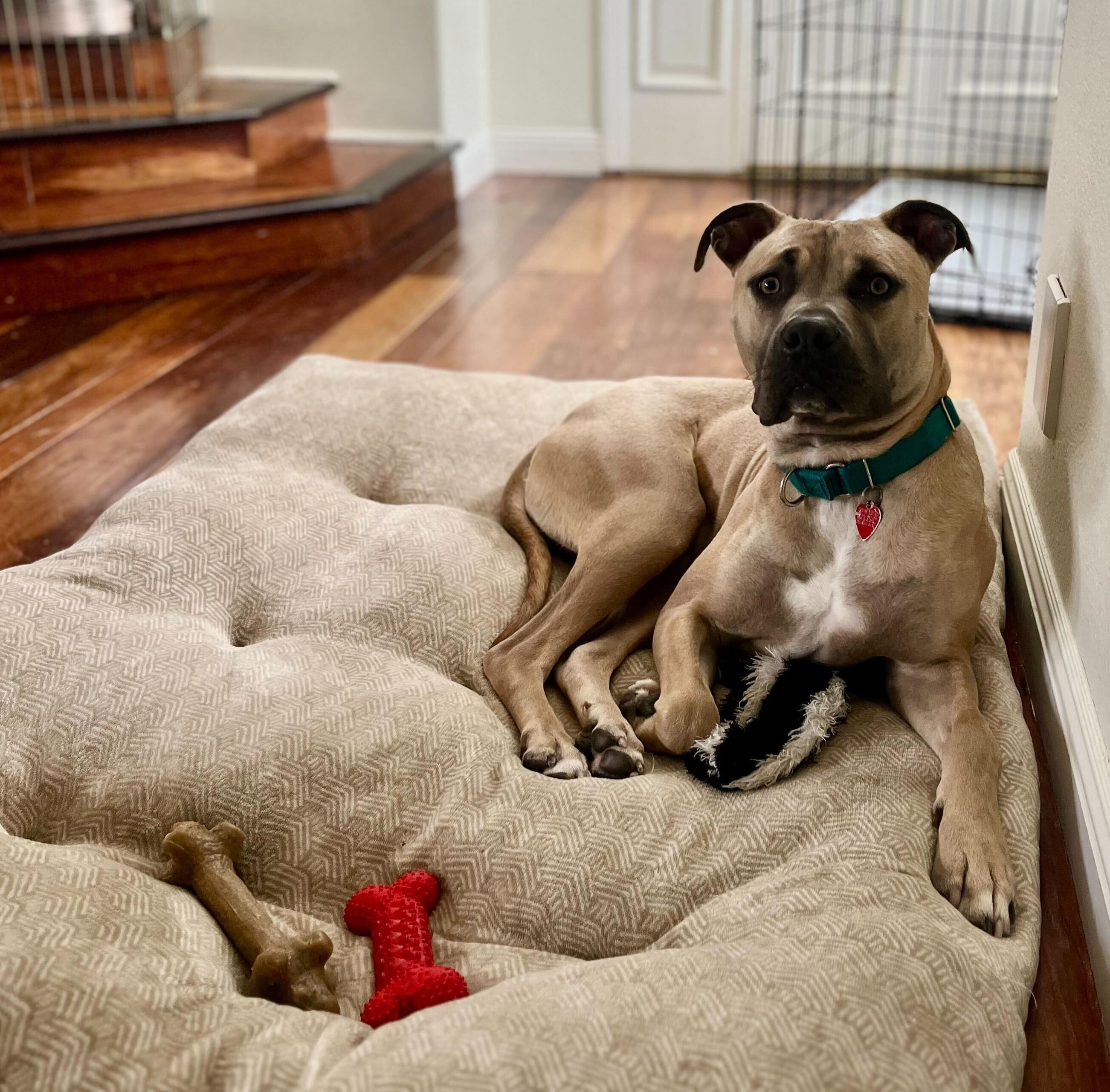 Picasso, a Adoptable mixed breed image 2/6