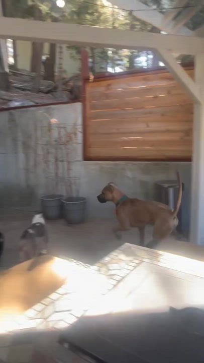 Enlarge Picasso, a Adoptable mixed breed video 3/6