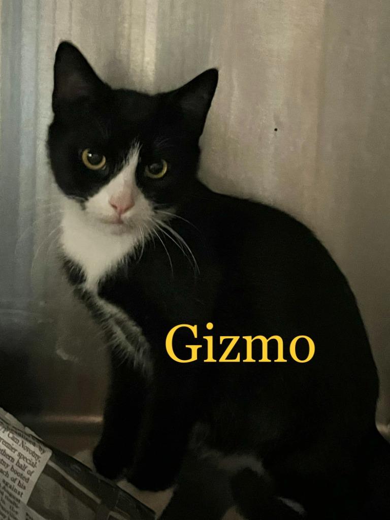 Enlarge Gizmo, a Adoptable Abyssinian in Princeton, IN image 1/2
