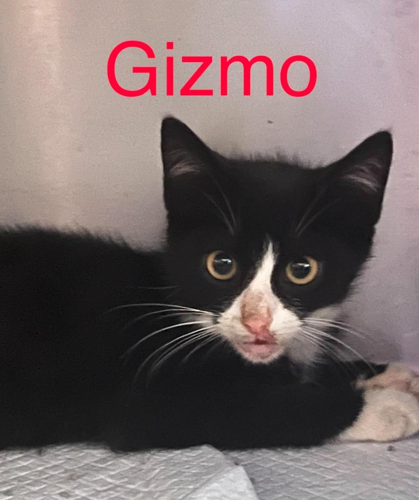 Enlarge Gizmo, a Adoptable Abyssinian in Princeton, IN image 2/2