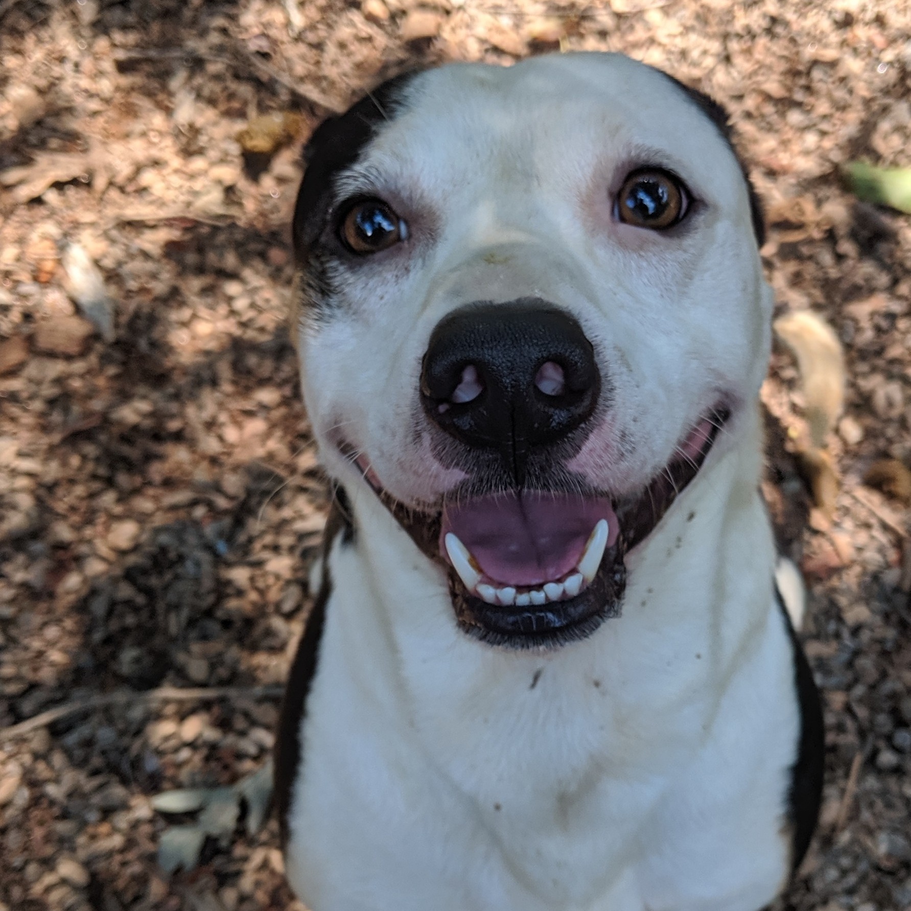 Deacon, a Adoptable mixed breed in Marion, NC image 1/10