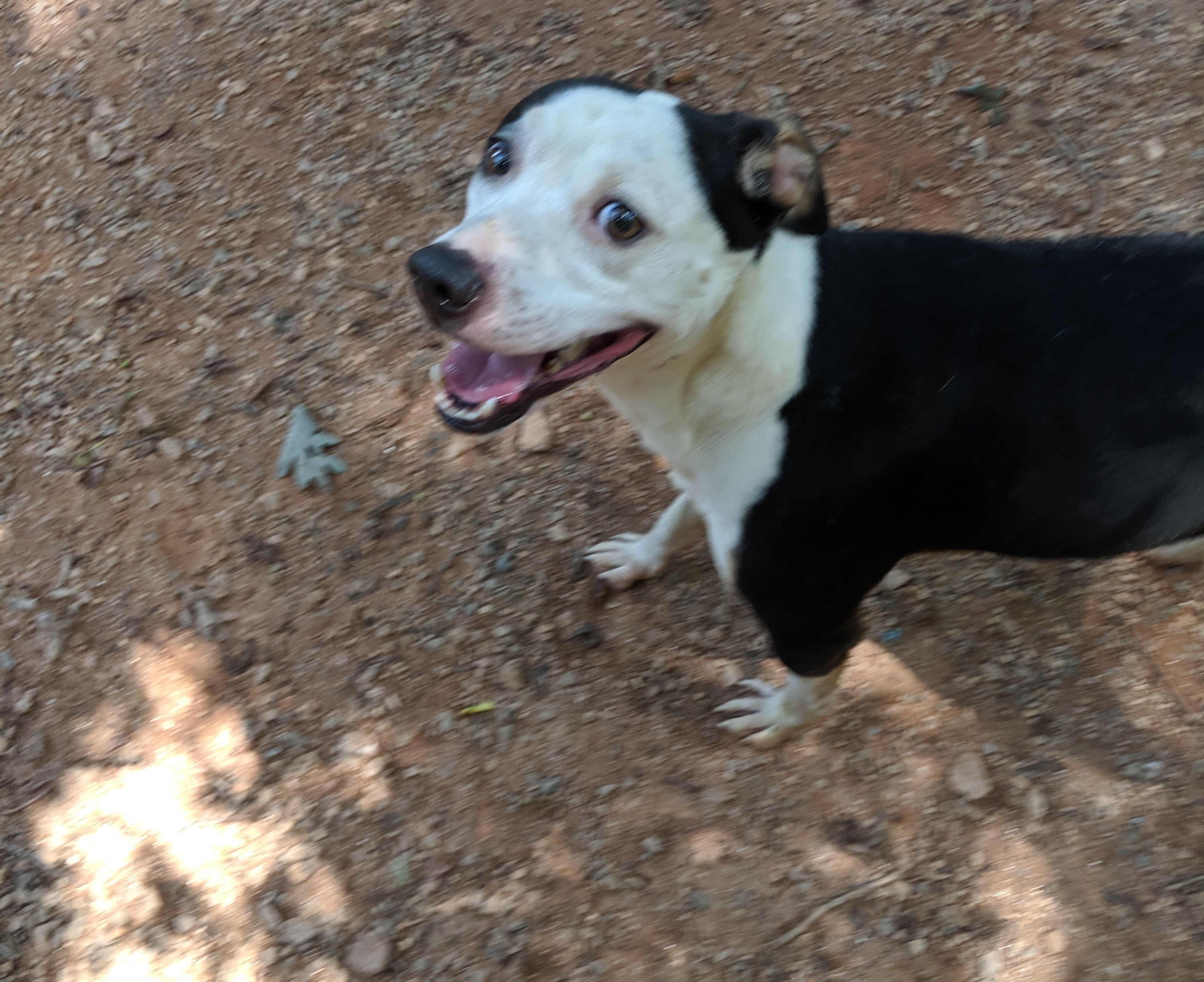 Enlarge Deacon, a Adoptable mixed breed in Marion, NC image 7/10