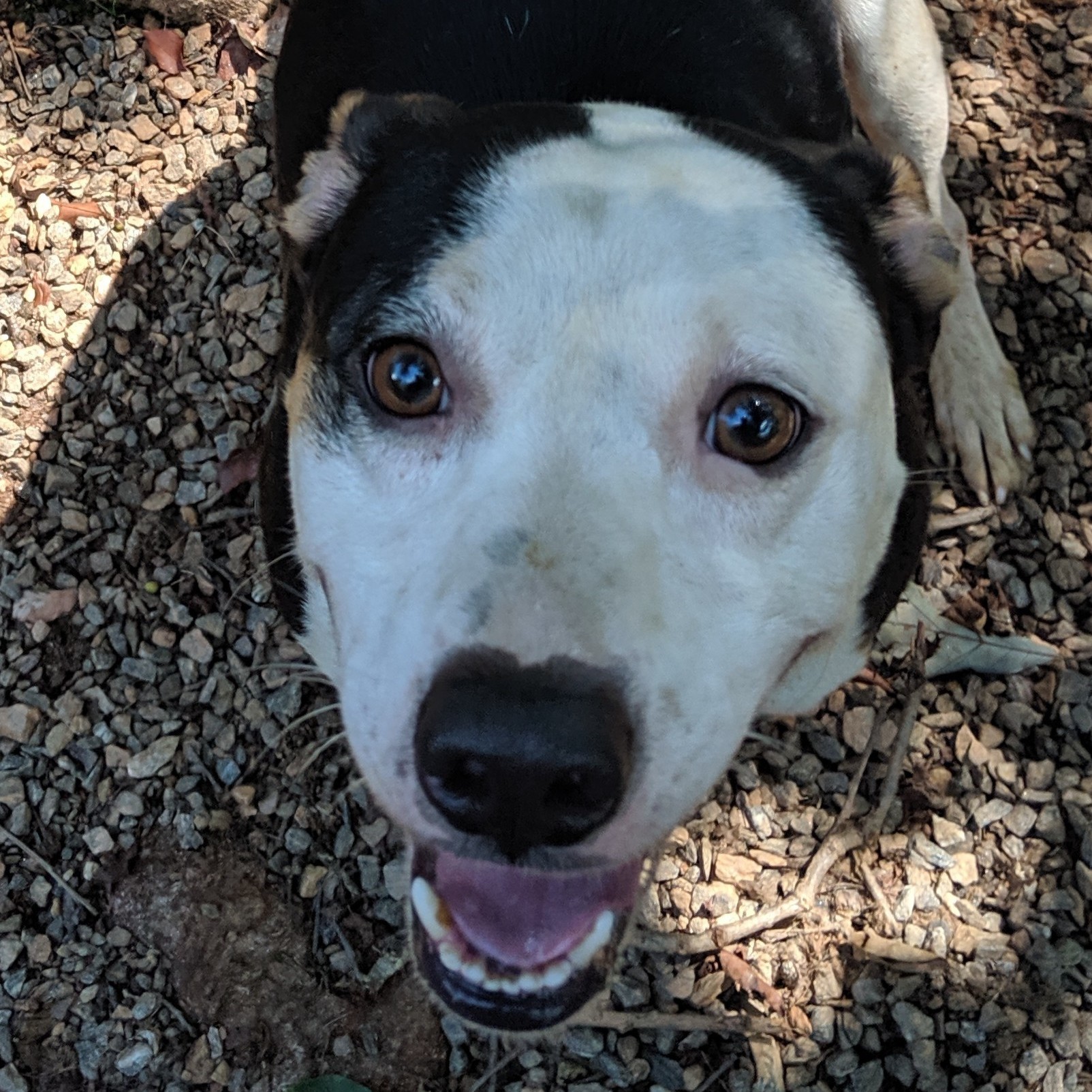 Enlarge Deacon, a Adoptable mixed breed in Marion, NC image 9/10
