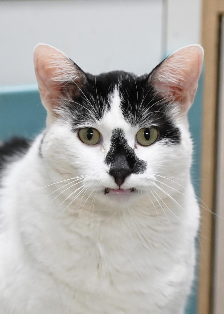 Enlarge Clara, a Adoptable mixed breed in St. James City, FL image 1/3