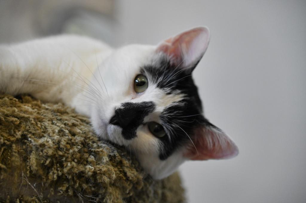 Enlarge Clara, a Adoptable mixed breed in St. James City, FL image 1/2