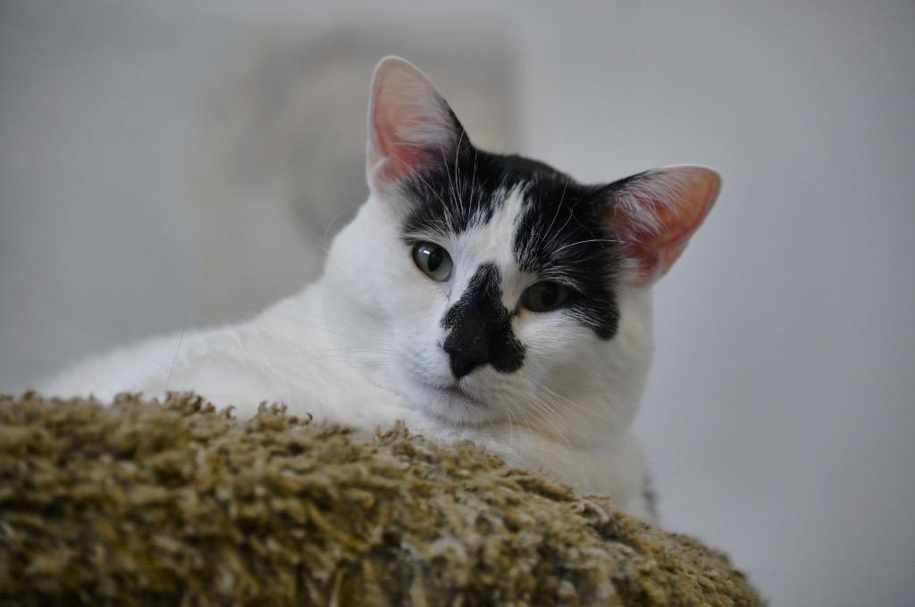 Clara, Adoptable, Adult Female Domestic Short Hair.