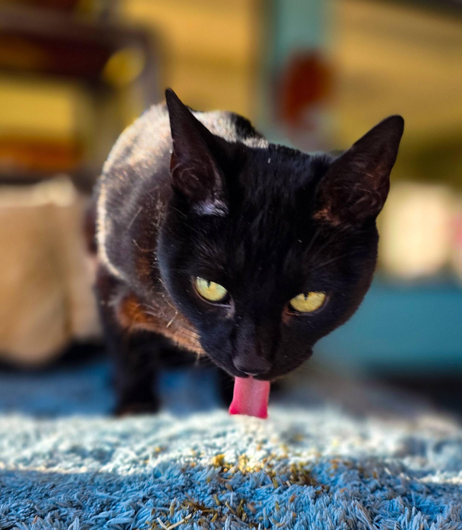 Enlarge The Fiend, a ADOPTABLE Domestic Short Hair in Sterling Heights, MI image 5/6