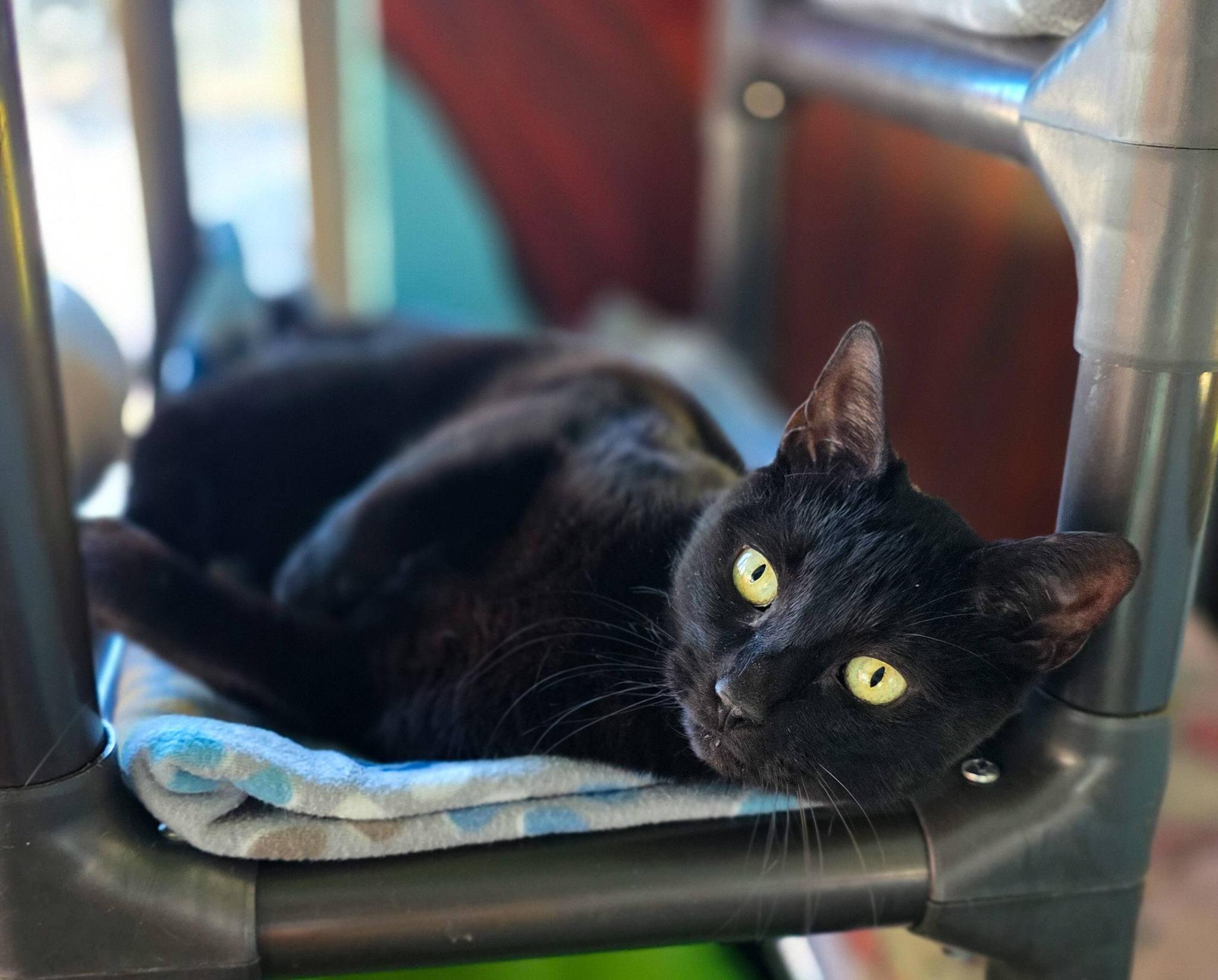 Enlarge The Fiend, a ADOPTABLE Domestic Short Hair in Sterling Heights, MI image 4/6