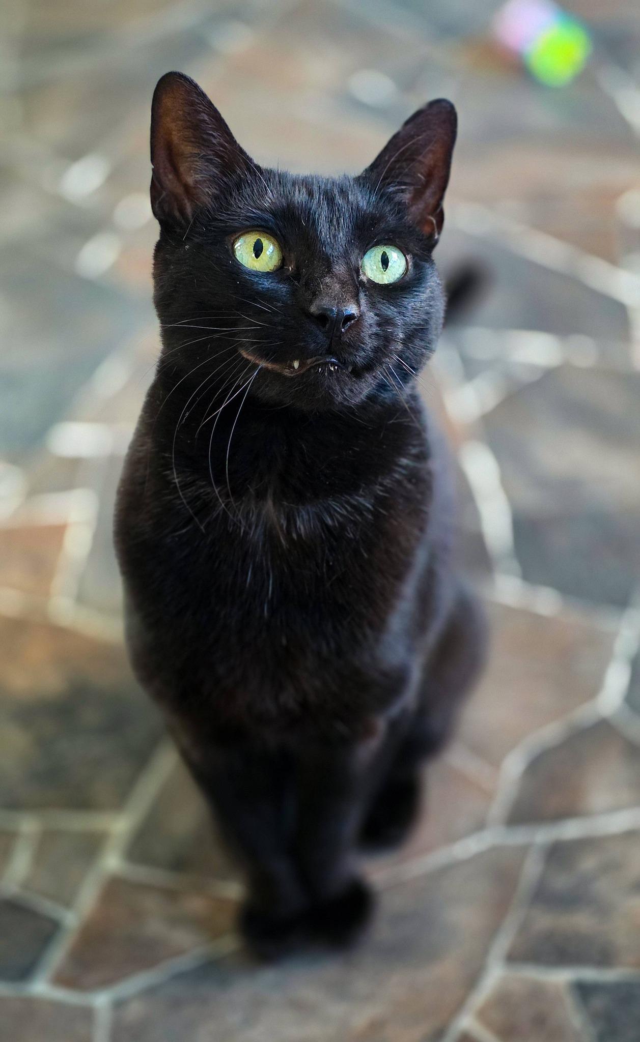 Enlarge The Fiend, a ADOPTABLE Domestic Short Hair in Sterling Heights, MI image 3/6