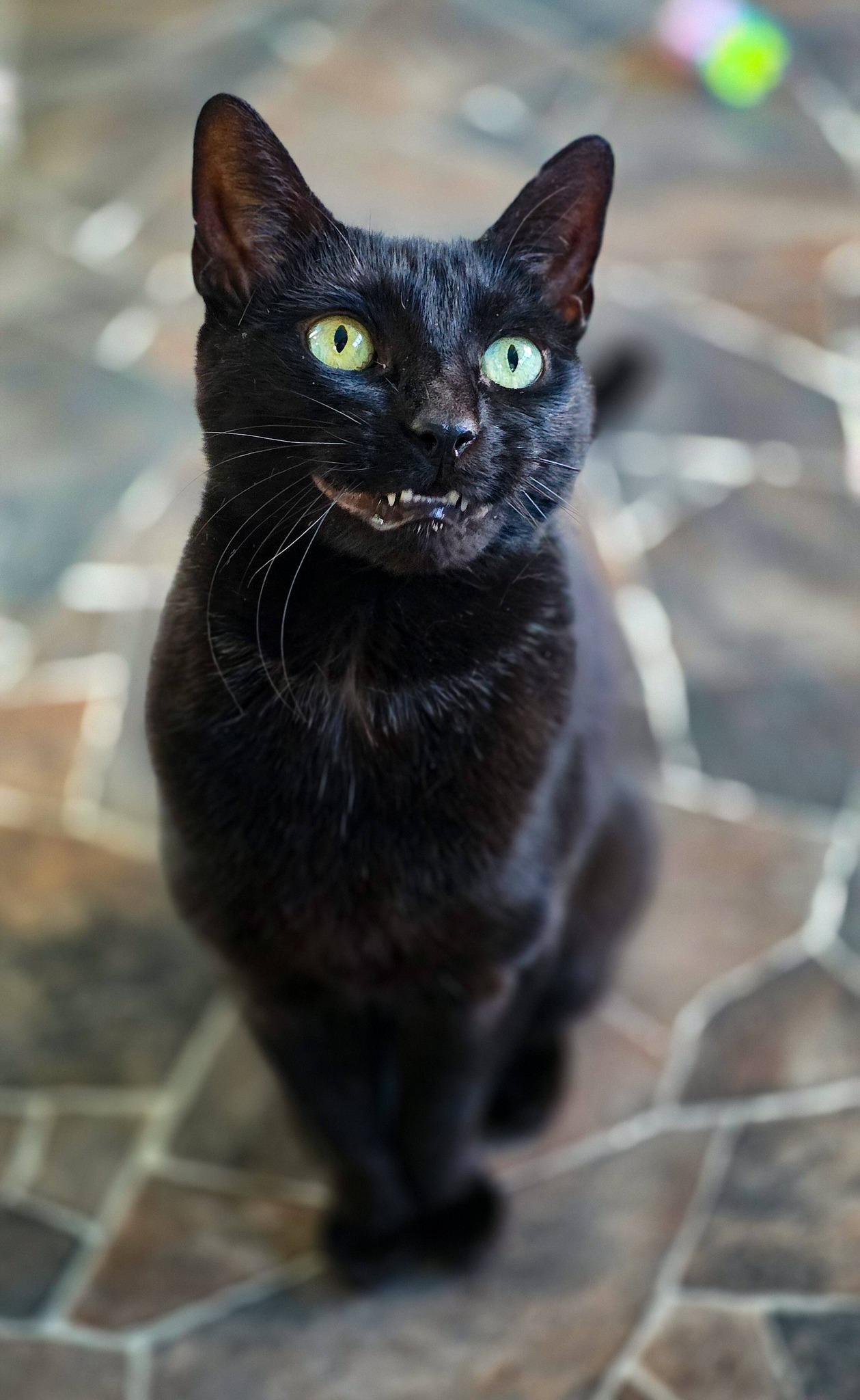 Enlarge The Fiend, a ADOPTABLE Domestic Short Hair in Sterling Heights, MI image 6/6