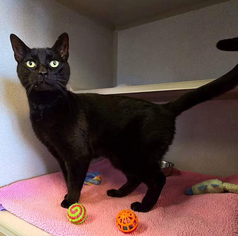 Enlarge The Fiend, a ADOPTABLE Domestic Short Hair in Sterling Heights, MI image 2/6