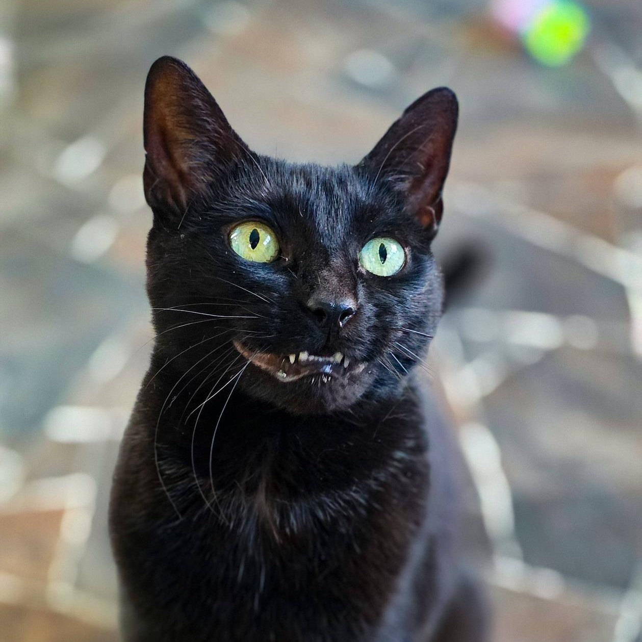 The Fiend, ADOPTABLE, Adult Female Domestic Short Hair.