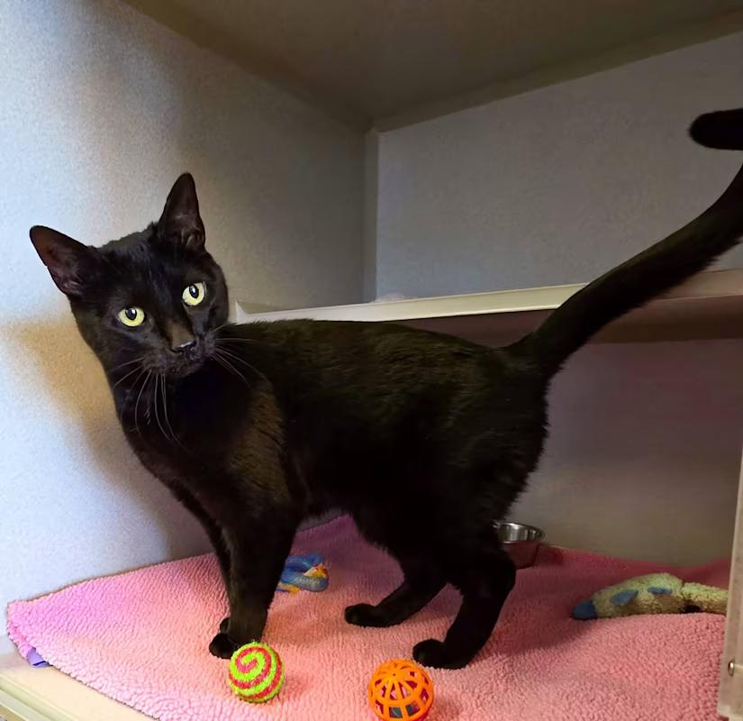 The Fiend — thumbnail 3