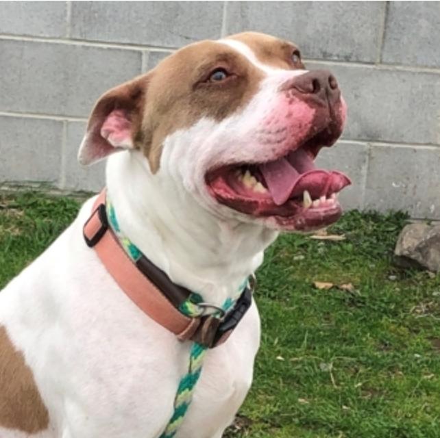 Coco, Adoptable, Adult Female Pit Bull Terrier.