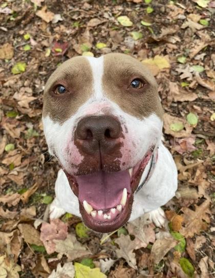 Coco, Adoptable, Adult Female Pit Bull Terrier.