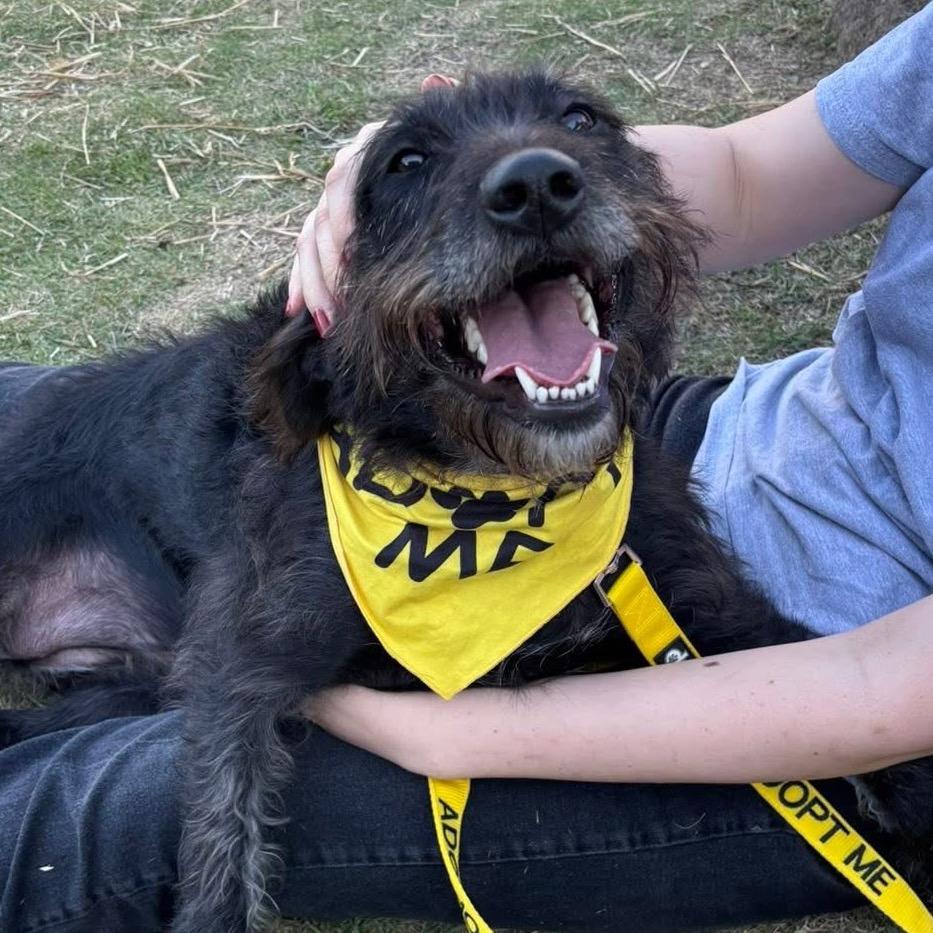 Enlarge Mayla, a Adoptable mixed breed image 1/1