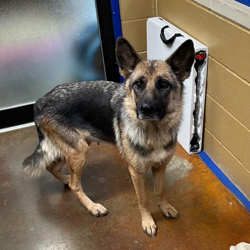 Samantha, ADOPTABLE, Adult Female German Shepherd Dog.