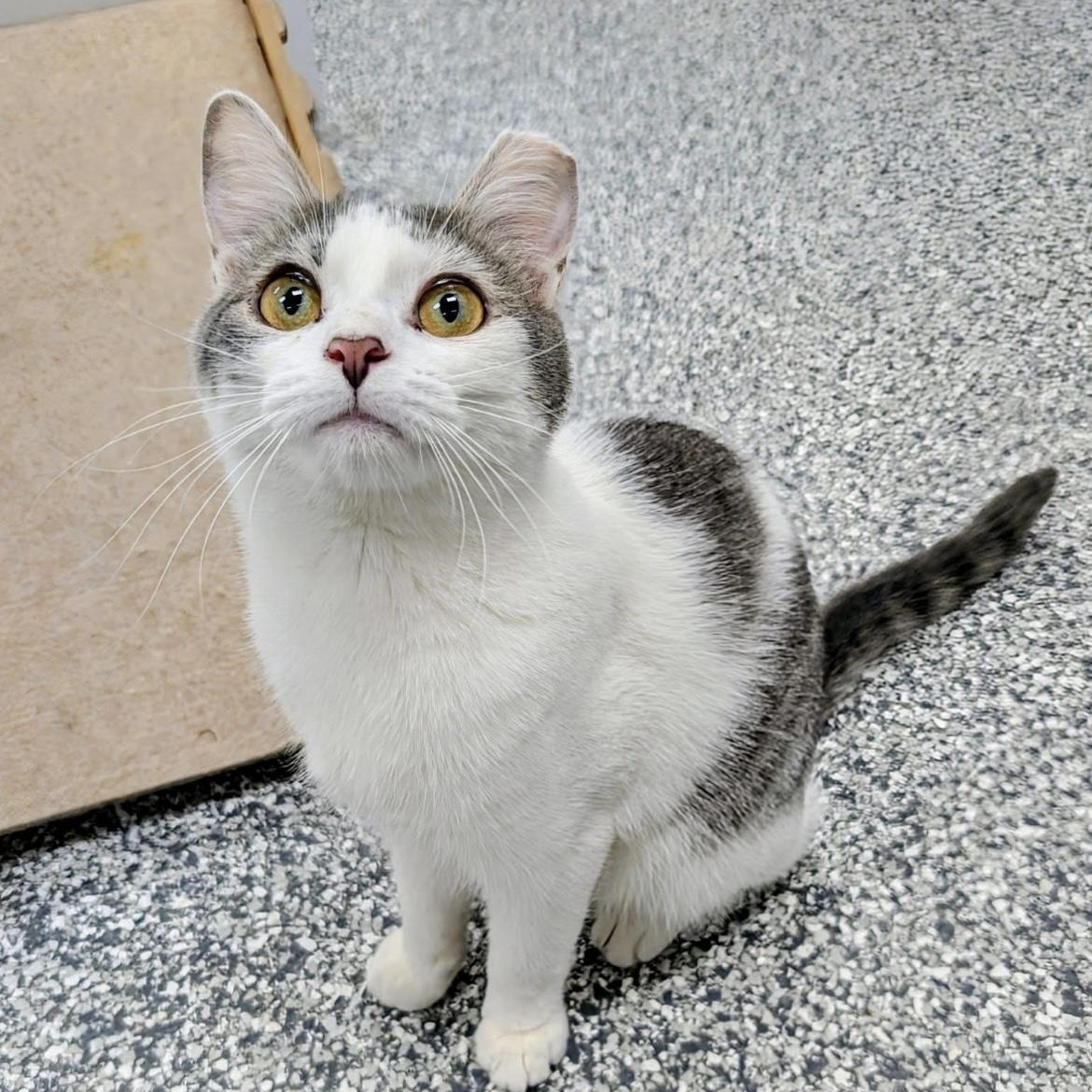 Wave Pool, Adoptable, Kitten Female Domestic Short Hair.