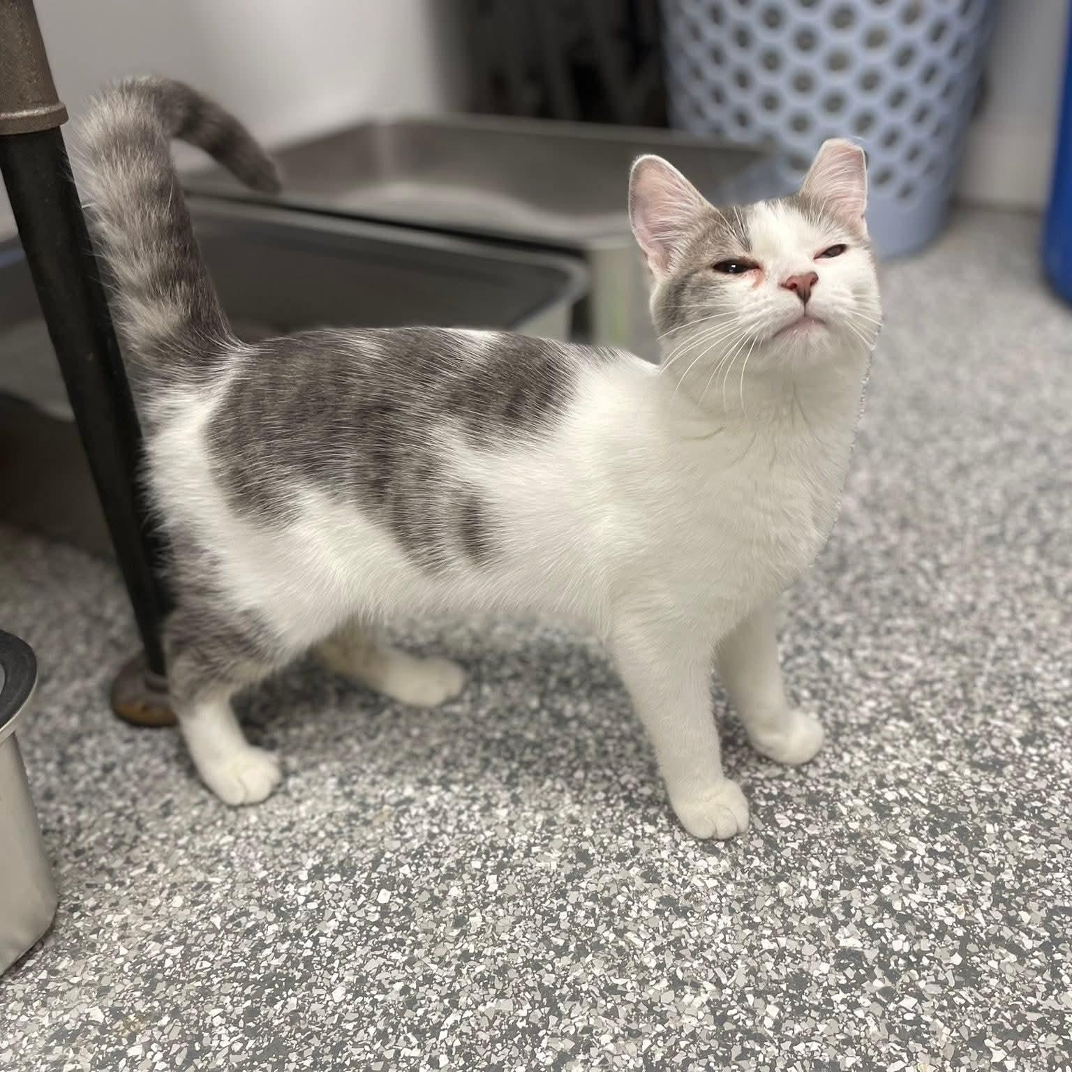 Wave Pool, a Adoptable Domestic Short Hair image 4/6