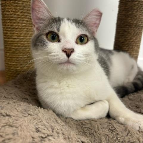 Wave Pool, a Adoptable Domestic Short Hair image 1/6